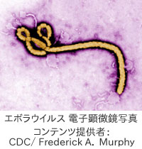 エボラ ウイルス